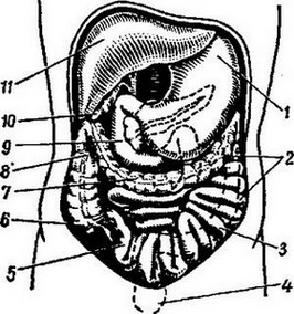 органы брюшной полости